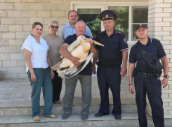 Краснокнижного пеликана с переломами крыла и ноги спасли в Ростове