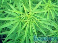 В Ростовской области изъяли 113 килограммов марихуаны