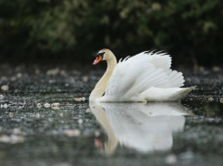 Ростовский зоопарк рассказал, как помочь лебедям зимой