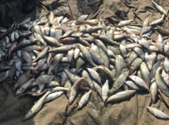 Браконьеров, поймавших полтонны краснокнижной рыбы, взяли с поличным в Ростовской области