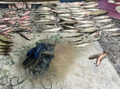 В Таганроге браконьеры выловили краснокнижную рыбу более чем на 2,5 млн рублей