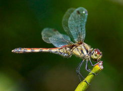 Зоолог Тихонов рассказал о причинах нашествия стрекоз в Ростовской области