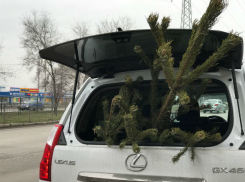 Елки распродавали по 100 рублей за несколько часов до Нового года