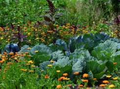 Капуста приносит «капусту»: необычные способы заработка на дачах для ростовчан