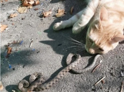 В Ростове храбрый рыжий кот поймал змею