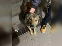 В Ростове пес Андрюша с тяжелой судьбой надеется обрести дом к Новому году