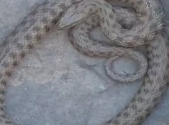 Ростовчанка продает за миллион рублей змею для тещи