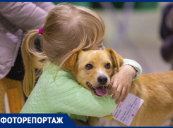 Самый лучший друг: в Ростове прошел благотворительный фестиваль животных «Дай лапу»