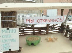 Оборудованный со вкусом ресторан для птиц вызвал голодный интерес у жителей Ростова