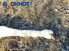 В Ростовской области охотники обнаружили мертвых зайцев и лебедя