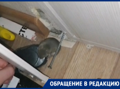 Студентов ЮФУ терроризируют мыши в общежитии