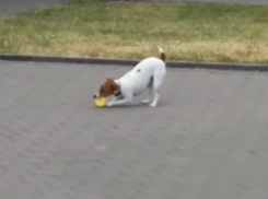 Маленькая смелая собака украла и порвала «пищащий» символ коррупции под Ростовом на видео
