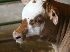 Бешеный теленок отправил на карантин целый хутор в Ростовской области