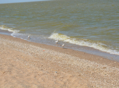 В Азовском море запретили промысел судака и тарани