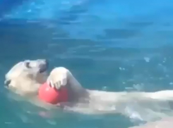 Медведица Комета из ростовского зоопарка сыграла в волейбол на видео