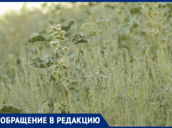 «Страшный сон аллергика»: ростовчанка боится выходить на улицу из-за зарослей амброзии