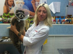 Застенчивого енота-путешественника, получившего травму на нервной почве, вылечили в Ростове