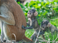В Ростовском-на-Дону зоопарке рассказали о пополнении