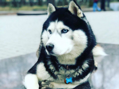 Лео со свободным сердцем в конкурсе "Самый обаятельный пёс-2018"
