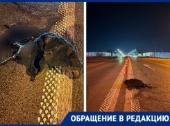 В Ростове на Ворошиловском мосту больше недели лежит труп собаки 