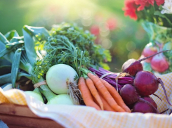 Пережить кризис и коронавирус поможет «Хозяйство»