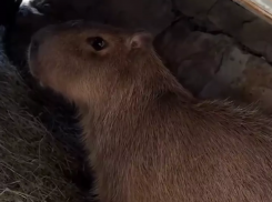 Капибара Каролина приехала в Ростовский зоопарк в поисках любви