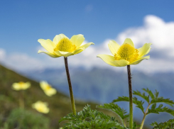 В Ростове потеплеет до +8 градусов