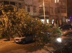 Рухнувшее на дорогу дерево оборвало провода и придавило легковушку в центре Ростова на видео