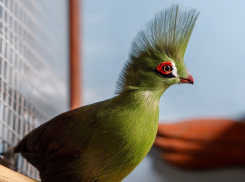 В парке «Лога» в Ростовской области появилась редкая тропическая птица