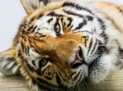 Пять тигров из Украины попытался незаконно провезти дальнобойщик в Ростовскую область