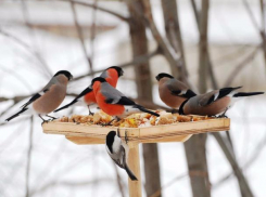 Ростовчане решили бороться с автохамами с помощью зимующих в городе птиц