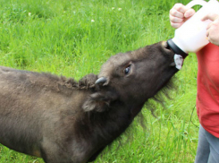 Зубренок Муха умерла в отмечающем юбилей ростовском зоопарке