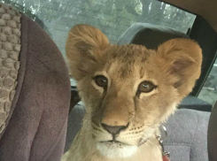 Маленькую львицу прокатили в автомобиле в Ростове