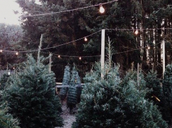 В Ростовской области вводят обязательную проверку и сертификацию «рождественских деревьев»