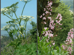 Их ядом казнили преступников, из них готовили «сыворотку правды»: рассказываем об опасных растениях Ростовской области 