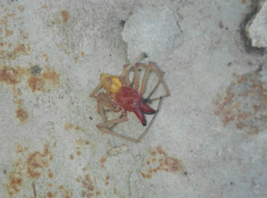 Кусачий ядовитый паук с агрессивной раскраской напугал жильцов частного дома в Ростове