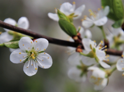 Пасмурная, но теплая погода ожидает ростовчан в пятницу