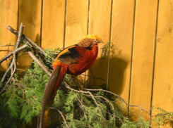 Фазанов в ростовском зоопарке переселили в «царские хоромы»