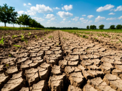 В Ростовской области введен очередной режим ЧС из-за почвенной засухи