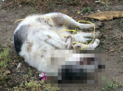 Зверская расправа над красивой собакой породы Хаски шокировала жителей Ростова