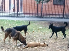 Малыши четыре дня играют рядом с сутулым собачьим трупом на детской площадке Ростова