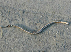 Раздавленная колесами змея устроила зоологический штурм среди ростовчан