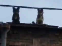 Спрятавшаяся от жестоких людей на крыше старого дома стая собак в Ростове попала на видео