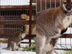 Кенгуренок из парка «Лога» начал выглядывать из маминой сумки 