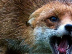 Донские охотники помогли ветеринарам справиться со вспышкой бешенства