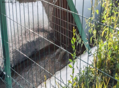 В вонючую реку нечистот превратили Темерник стоки ростовских новостроек