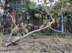 В Ростове  девять из десяти деревьев опасны для окружающих