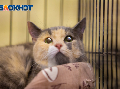 Дожди и небольшие заморозки ждут ростовчан на этой неделе