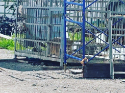 В Ростовской области исчезла львица, за судьбу которой переживали зоозащитники