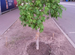 Ростовчанам пивными стаканчиками предложили спасти загибающиеся от дикой жары деревья